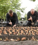 Plantoir truelle modèle vieux hollandais -  L'outil préféré de Monty Don's .