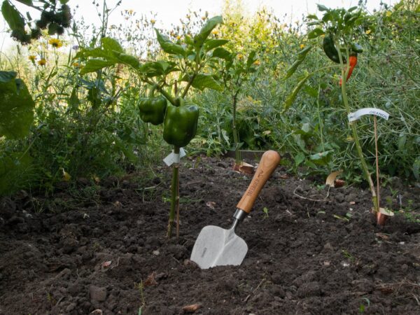 Pelle à transplanter à main