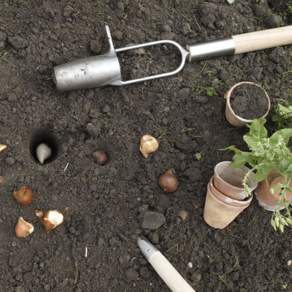Plantoir à bulbe