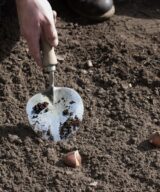 Plantoir truelle modèle vieux hollandais -  L'outil préféré de Monty Don's .