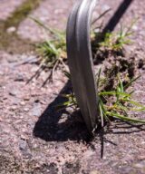 Raised Bed Stone Scratcher