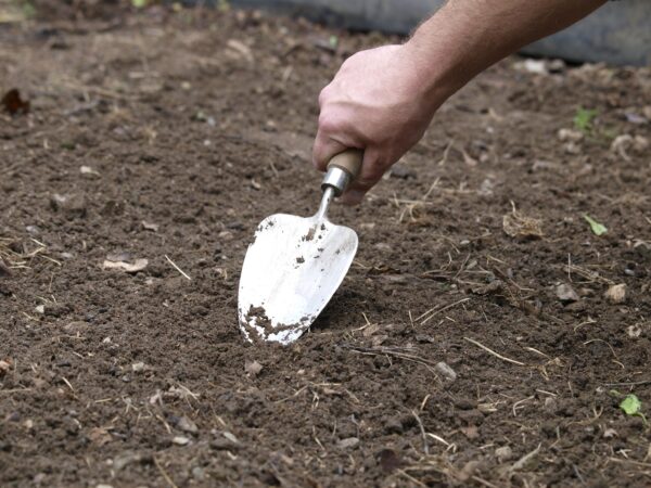 Pelle à transplanter à main