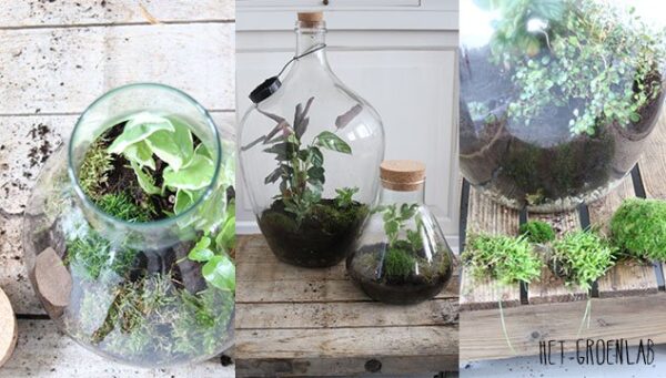 Terrariumgabel 64 cm