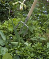Great Dixter Gabel