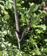 Wrotter pour potager surélevé