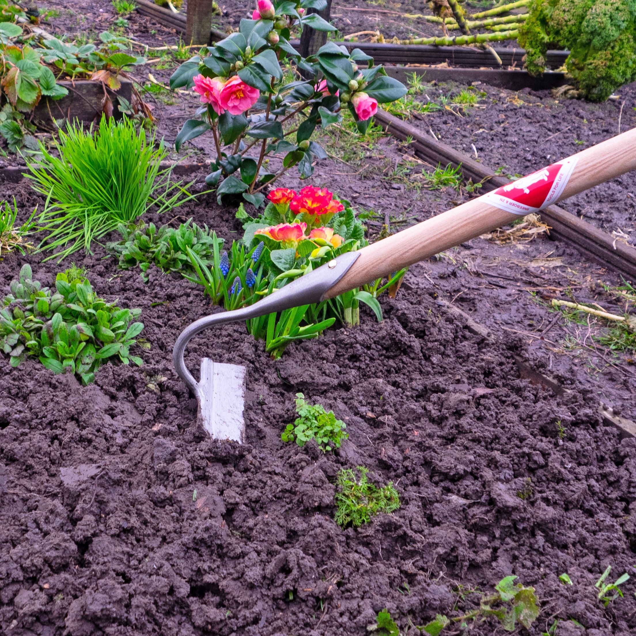 Gartentipps im Frühjahr: die Grundlage für einen Sommer voller Blumen schaffen