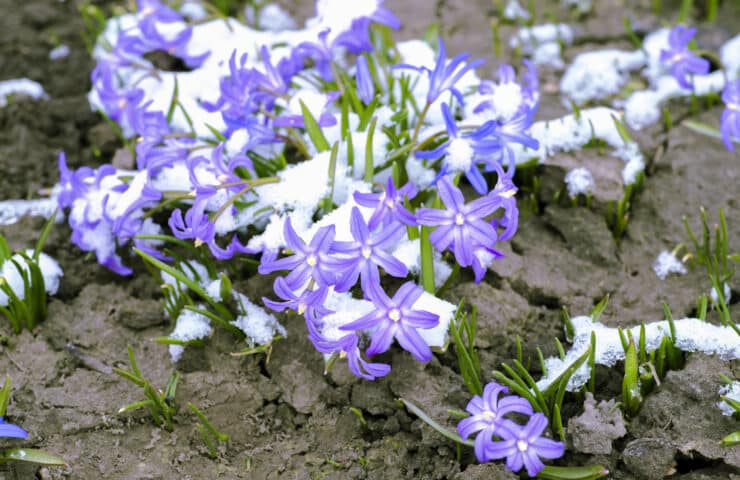 Gartentipps für den Herbst: Stauden umpflanzen für einen gesunden Wintergarten