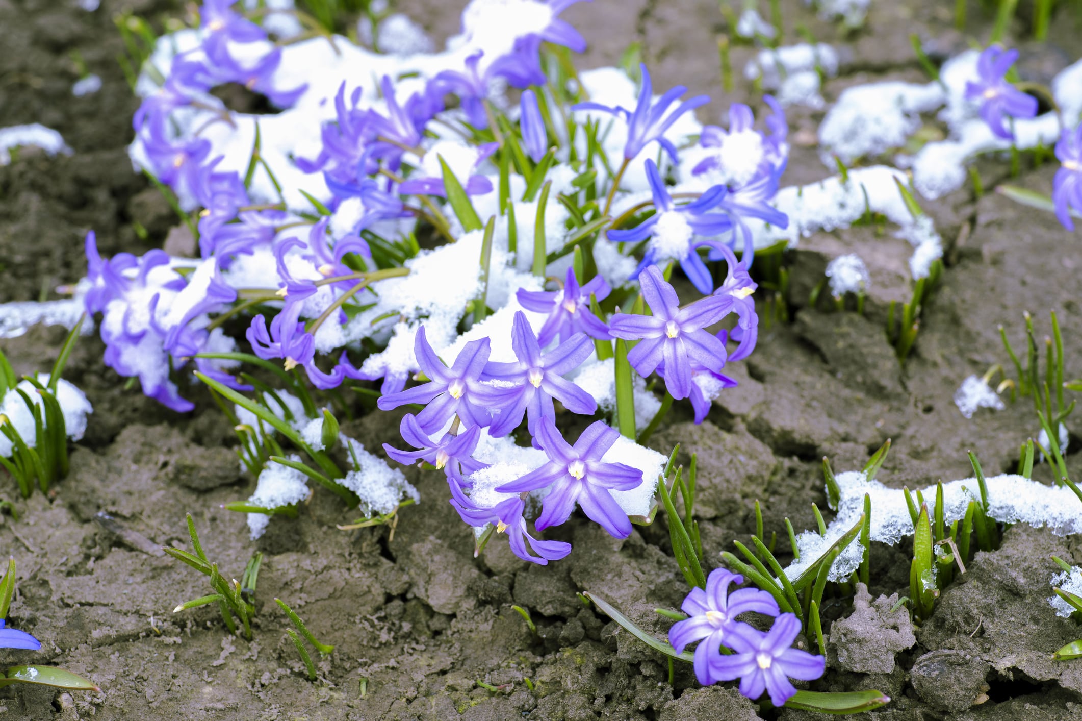 Gartentipps für den Herbst: Stauden umpflanzen für einen gesunden Wintergarten